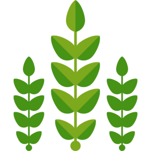 Trois plantes